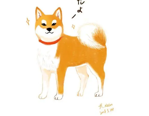 柴犬可怕的视频大全 | 柴犬24小时都在监视主人,眼神好可怕,这是养了个特务吧