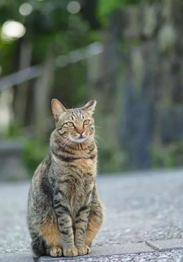 在安庆,每10只流浪猫里就有6只熬不过这个冬天 在安庆,每10只流浪猫里就有6只熬不过这个冬天