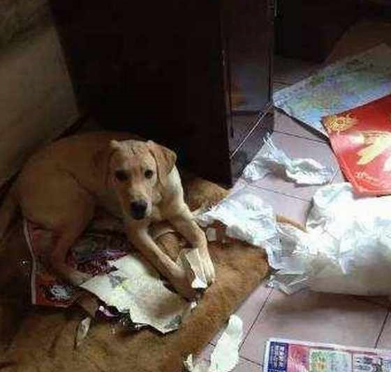 养了拉布拉多犬之后,生活开始发生巨变,再也不敢养了! 养了拉布拉多犬之后,生活开始发生巨变,再也不敢养了!