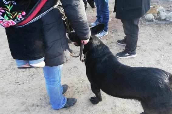 买主已经购买的黑狼犬却因自己力气小带不走，无奈让卖家帮忙！