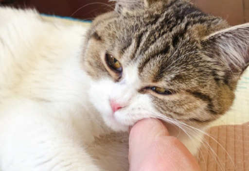 猫咪在收留所太久没被收养,在准备做安乐死的时候,遇见了她 猫咪在收留所太久没被收养,在准备做安乐死的时候,遇见了她