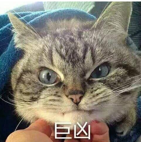 猫咪惹事被主人丢到床上，摆出这个动作后，主人吓得没脾气！