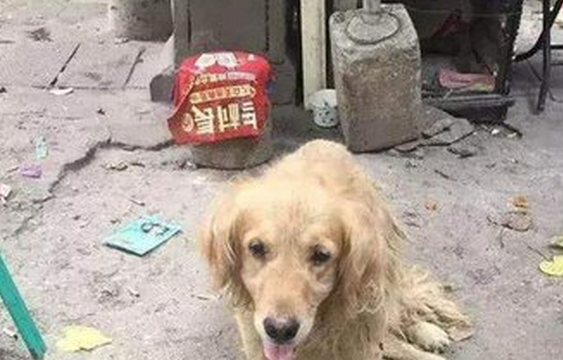 金毛不慎走丢，半年来受尽折磨，临死前才见到铲屎官