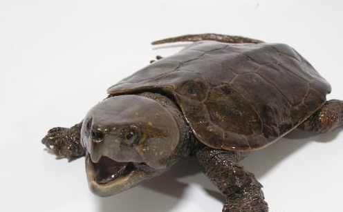 鹰嘴龟的功效与作用-鹰嘴龟价格-鹰嘴龟是几级保护动物