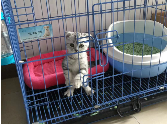 啥家庭条件呀,就能供得起两只猫?