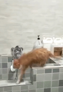 一只熟悉业务的猫咪,去到宠物店自己烘干,老板:老顾客,省心 一只熟悉业务的猫咪,去到宠物店自己烘干,老板:老顾客,省心