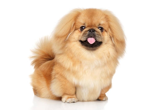 文明养犬,深圳人在行动:办狗证、注射芯片、领养替代购买…… 文明养犬,深圳人在行动:办狗证、注射芯片、领养替代购买……