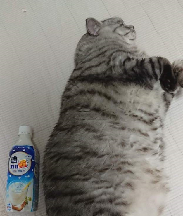 巨猫对比大会，在小胖猫们面前，500毫升饮料简直像迷你瓶