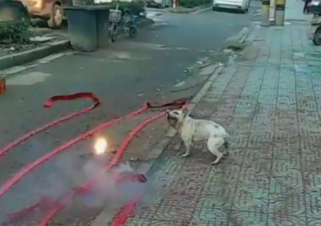 新店开业放鞭炮，斗牛犬跳进鞭炮堆里狂叫，狗：旺旺旺……