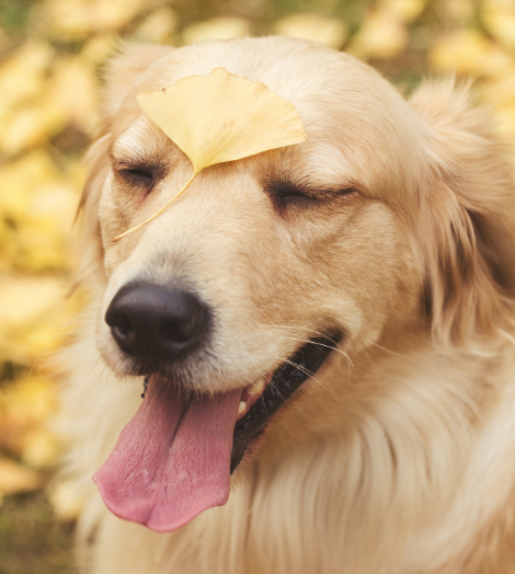 狗狗撞了小孩 两岁女孩被金毛犬撞成骨折遭遇大型犬须咋防范 宠界新闻