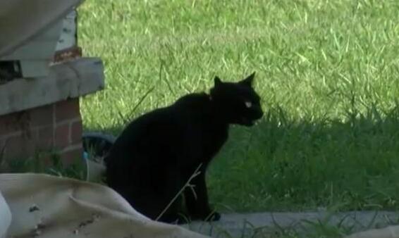 主人睡觉被猫咪咬醒，起来发现家里着火了，如今把猫当救命恩人