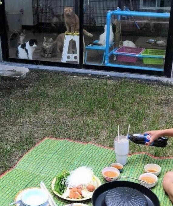 主人在院子里烤肉，隔着玻璃门的猫咪们眼睛都直了，橘猫鼻孔都气大了