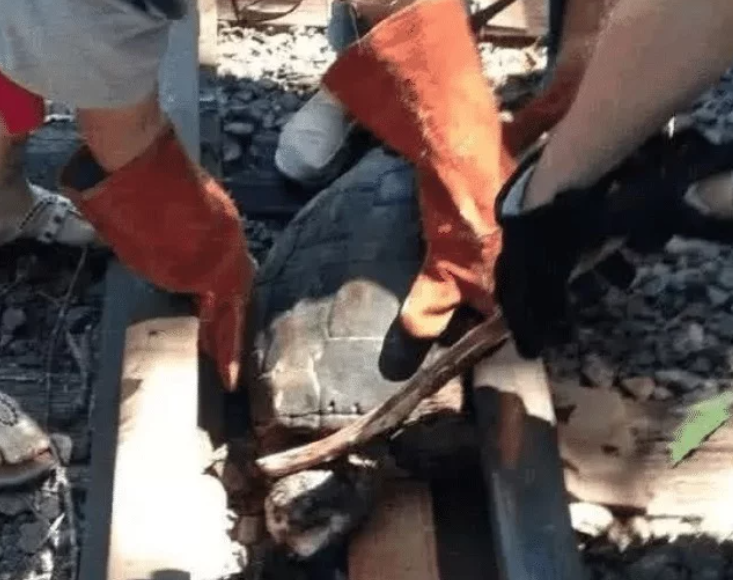 百岁乌龟卡死在铁轨，被火车反复碾压十几次，得到救助后身体变样