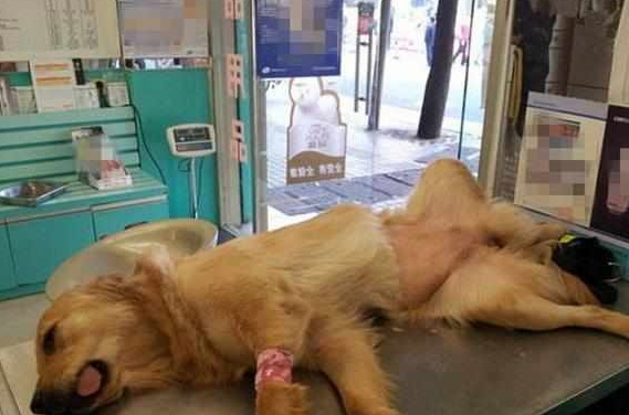 主人骗爱犬去绝育,狗狗怀着怒意拆家,铲屎官怒斥后还偷笑不止! 主人骗爱犬去绝育,狗狗怀着怒意拆家,铲屎官怒斥后还偷笑不止!
