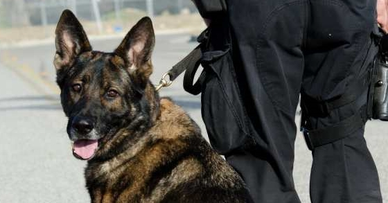 警犬街头撒娇卖萌，不想干活，网友：谁还不是个宝宝咋地