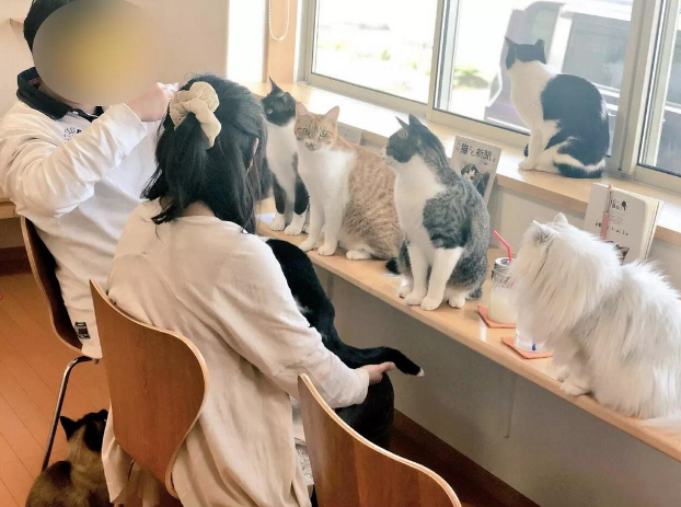 推拿按摩店聘23只猫咪当技师，一点都不守规矩，客人高呼要投诉！