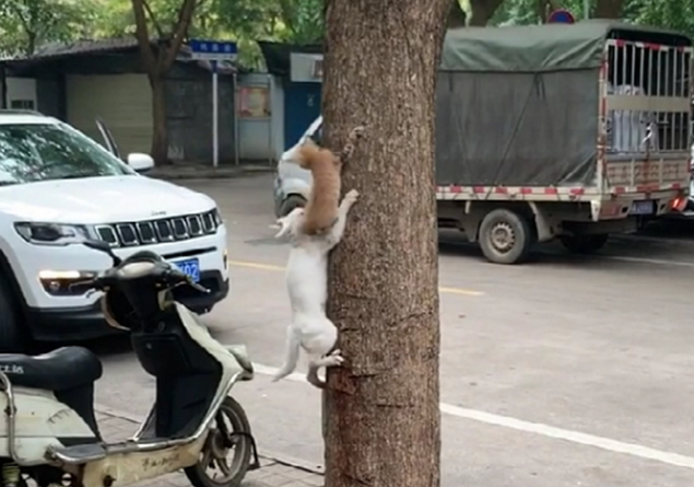 白猫带猫崽学爬树，猫崽惧怕险些坠落，白猫的举动暖心了……