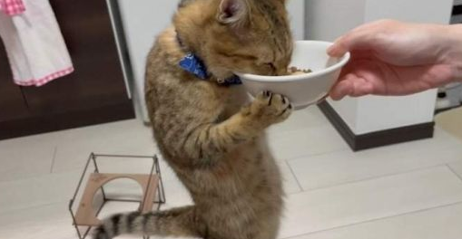 猫咪徒手吃饭把人笑喷！网友：洗手了吗？有条件给孩子买双筷子吧！