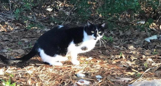 小猫被人类给拐走，猫妈气愤出走！一年后，它还是主动回来了！