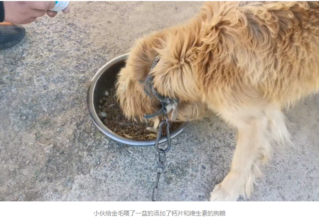 被卖到狗肉馆,还被狗贩子卖血的金毛,被小伙花2500救下后,重获新生满眼感激 被卖到狗肉馆,还被狗贩子卖血的金毛,被小伙花2500救下后,重获新生满眼感激
