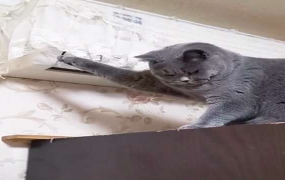 主人:天天拆家,终于被空调罩给制服了,蓝猫求生的小眼神好萌啊 主人:天天拆家,终于被空调罩给制服了,蓝猫求生的小眼神好萌啊