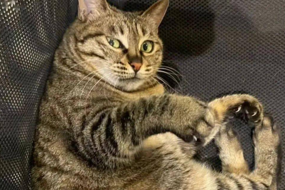 不要轻易让一只猫走进你的生活