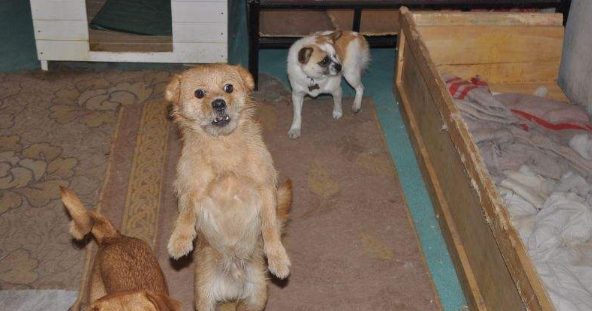 柳州流浪狗领养 | 领养代替购买 给流浪猫狗一个家