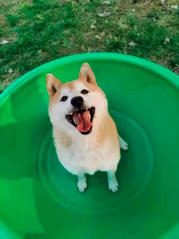 卖身还债的柴犬登登被新主人接走，新主人：我只是一个想把登登带回家的普通人
