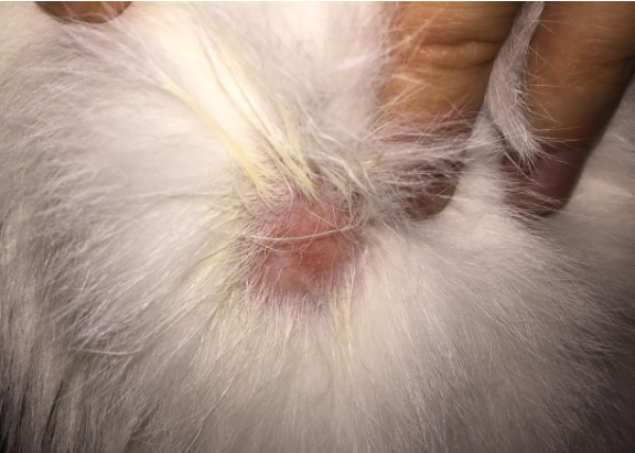 猫咪生病了怎么办？这几种疾病在家治疗比去宠物医院靠谱