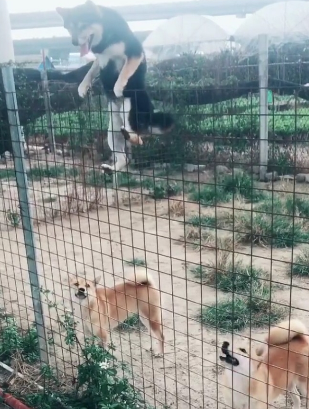 把围栏加到3米高，柴犬一绝技让主人懵圈，网友：30米高也白搭