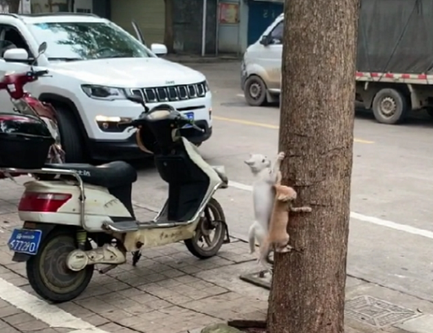 白猫带猫崽学爬树，猫崽惧怕险些坠落，白猫的举动暖心了……