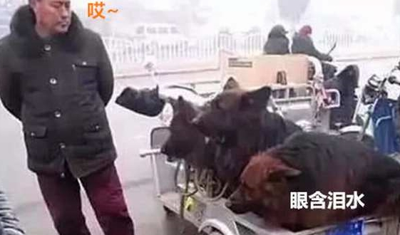 男子拉三只狼狗在集市出售，刚想上前大骂，男子：其实我也不舍