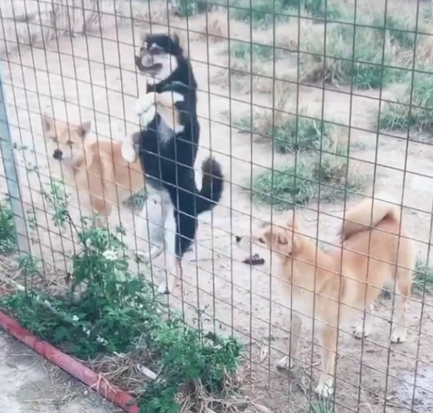 把围栏加到3米高，柴犬一绝技让主人懵圈，网友：30米高也白搭