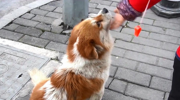 忠犬殡仪馆外守主人3天,听到旧事便流泪!网友们大赞:好有灵性 忠犬殡仪馆外守主人3天,听到旧事便流泪!网友们大赞:好有灵性