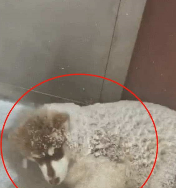 下雪天路遇两只阿拉，俩狗子雪地里“吹空调”，狗：我就凉快凉快
