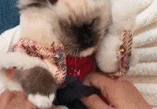 孙女叮嘱奶奶要给猫加衣服，没一会收到视频，看完：我滴亲奶奶哎 
