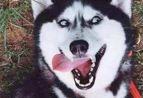 二哈和柴犬谈恋爱，结果生下了这萌货，主人很欢乐，二哈却很懵圈