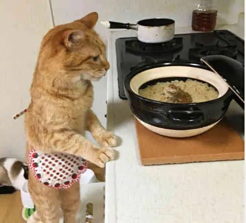 想吧唧的猫是什么品种 | 小橘猫在饭桌上睡着了，网友：萌翻了，好想上去吧唧一口！