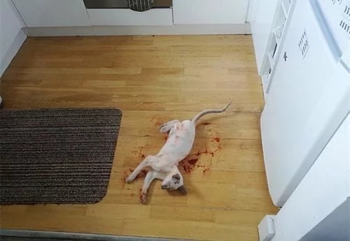 这一幕几乎让猫主人心脏病发作，猫咪的晚餐被没收了