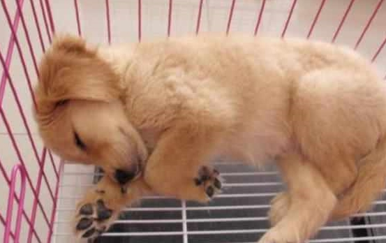 情侣买了只金毛犬，却因取名字问题起争执，最终名字有点意思