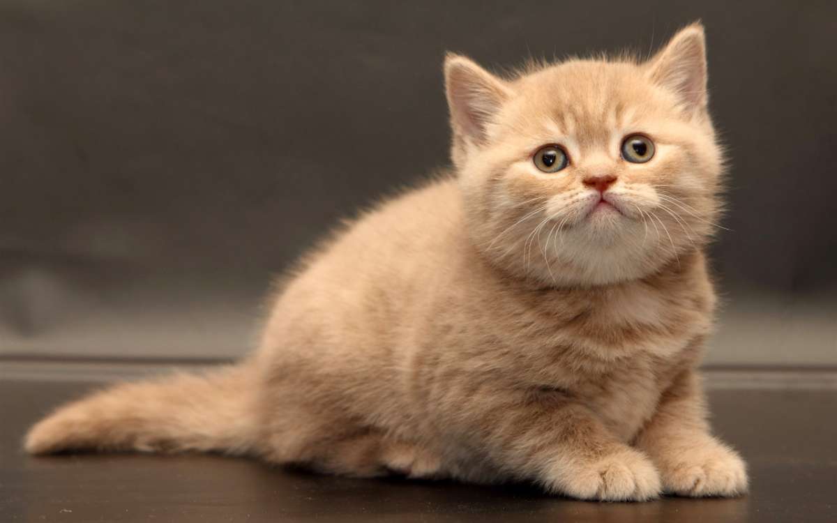 你的命运悲惨的猫,但你的到来,也完美地诠释了生命的奇迹 你的命运悲惨的猫,但你的到来,也完美地诠释了生命的奇迹