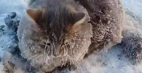 雪地里的12只小奶猫，全身结满冰块，志愿者赶到成功将它们救活