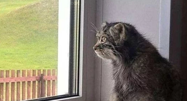 男子捡到一只小猫，几年过后，小猫变了样！越长越奇怪？！