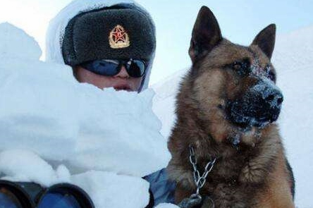 一只小警犬雪地执行任务,冻得直缩脚,网友看了心疼:太勇敢了 一只小警犬雪地执行任务,冻得直缩脚,网友看了心疼:太勇敢了