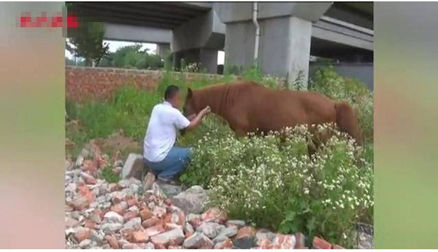 捡猫捡狗不算什么!这位大哥竟然捡到一匹马 捡猫捡狗不算什么!这位大哥竟然捡到一匹马