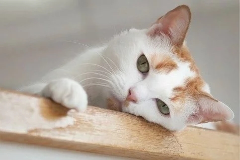 女主捡回三只小猫,因没经验只好丢给狸花猫代养,家猫:我太难了 女主捡回三只小猫,因没经验只好丢给狸花猫代养,家猫:我太难了