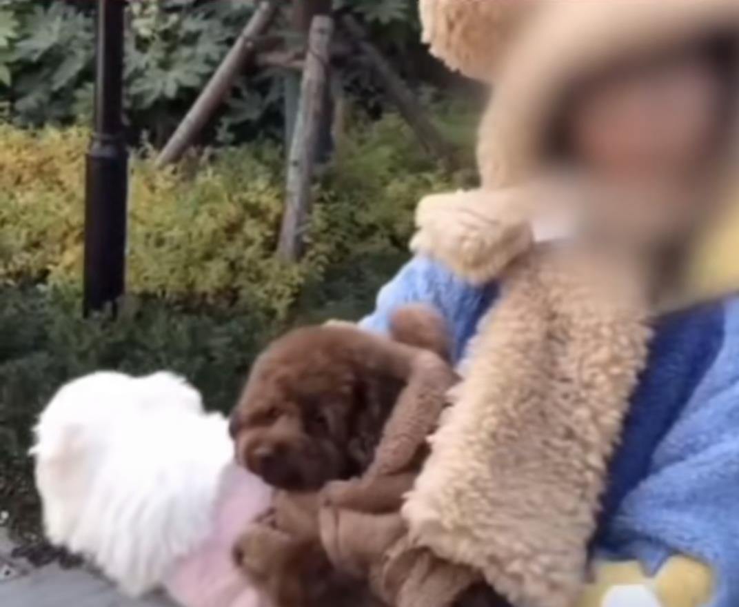陕西夫妻遛狗不牵绳扑向小孩，狗主人：狗比你家孩子金贵！