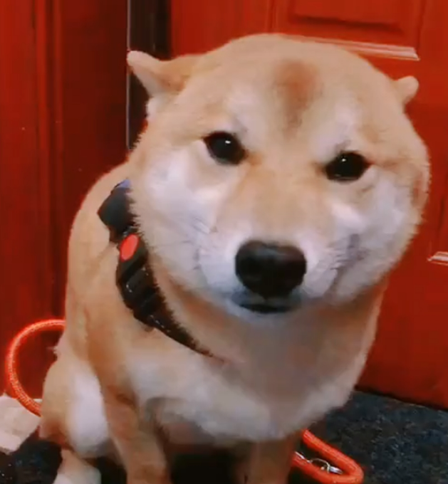柴犬挣断狗绳放飞自我,主人追了十多分钟快气炸了! 柴犬挣断狗绳放飞自我,主人追了十多分钟快气炸了!