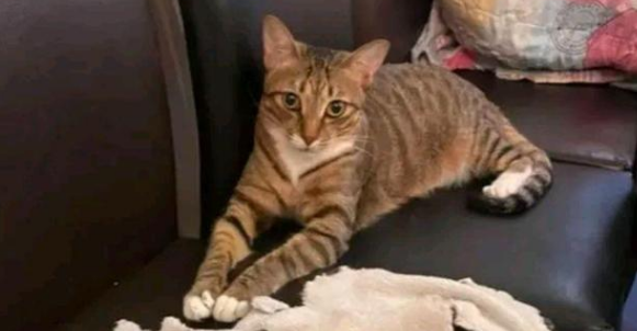 猫咪被小姐姐堵在墙角，看你下次还敢不敢！猫：本喵又不是故意的 
