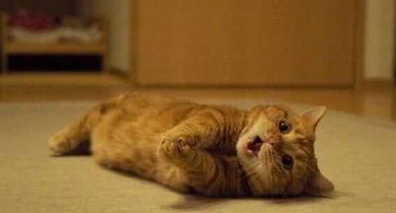 主人嫌橘猫太胖不给零食,当它使出“绝招”,网友:别反抗了! 主人嫌橘猫太胖不给零食,当它使出“绝招”,网友:别反抗了!